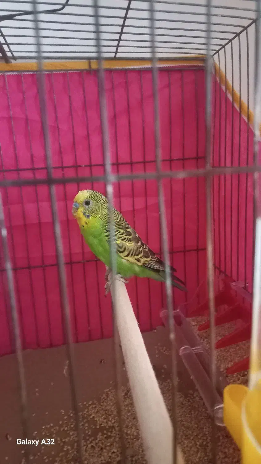 مرغ عشق نر|پرنده|قشم, |دیوار