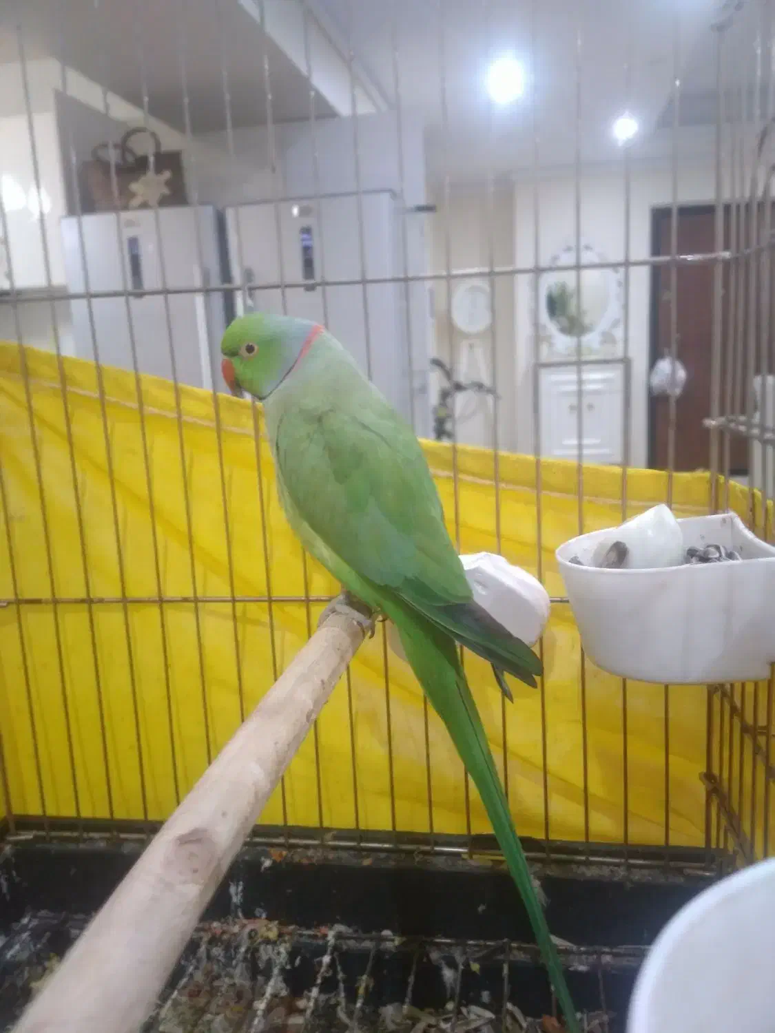 ملنگو|پرنده|تهران, شارق|دیوار