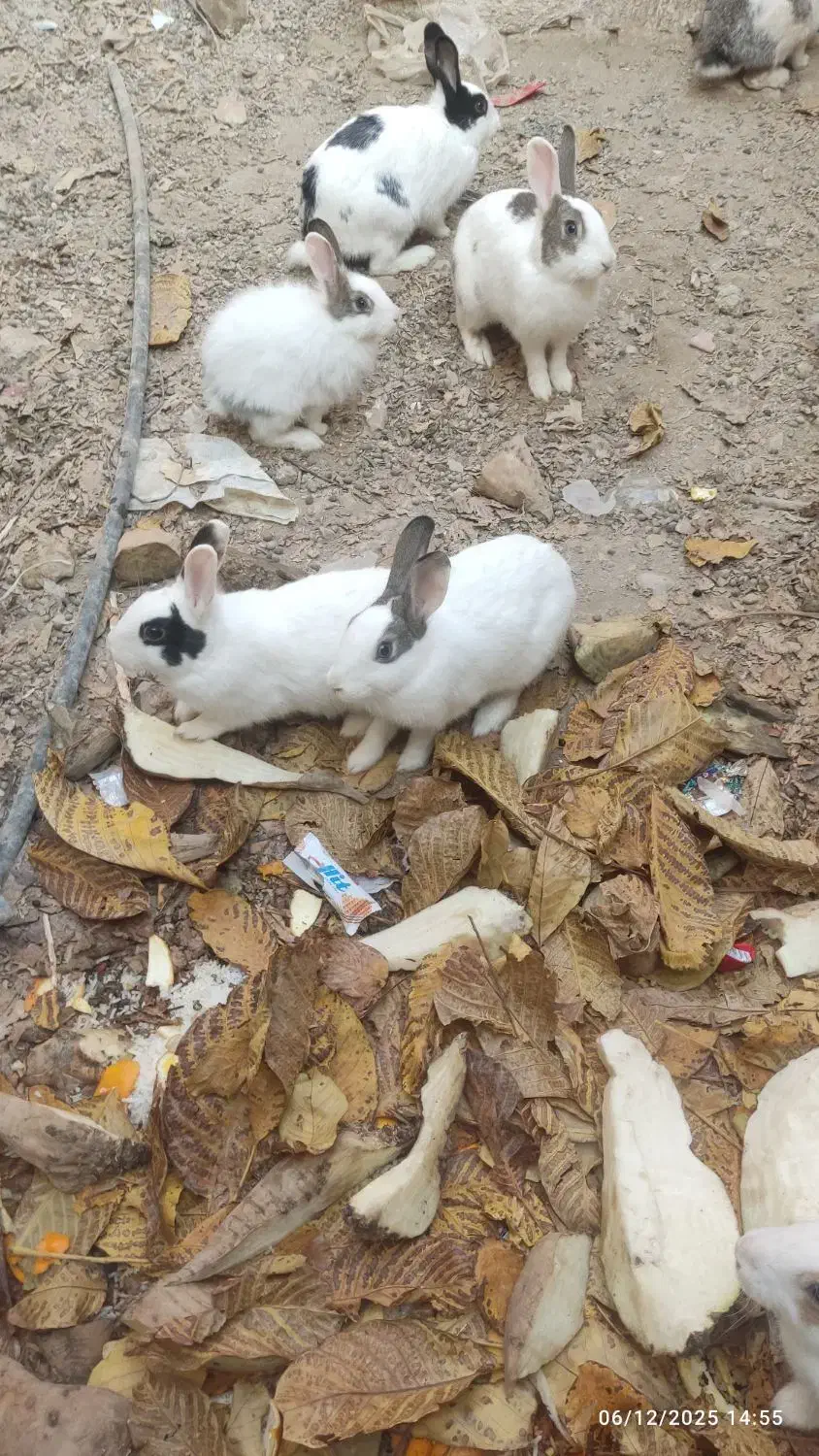 خرگوش|موش و خرگوش|نهاوند, |دیوار