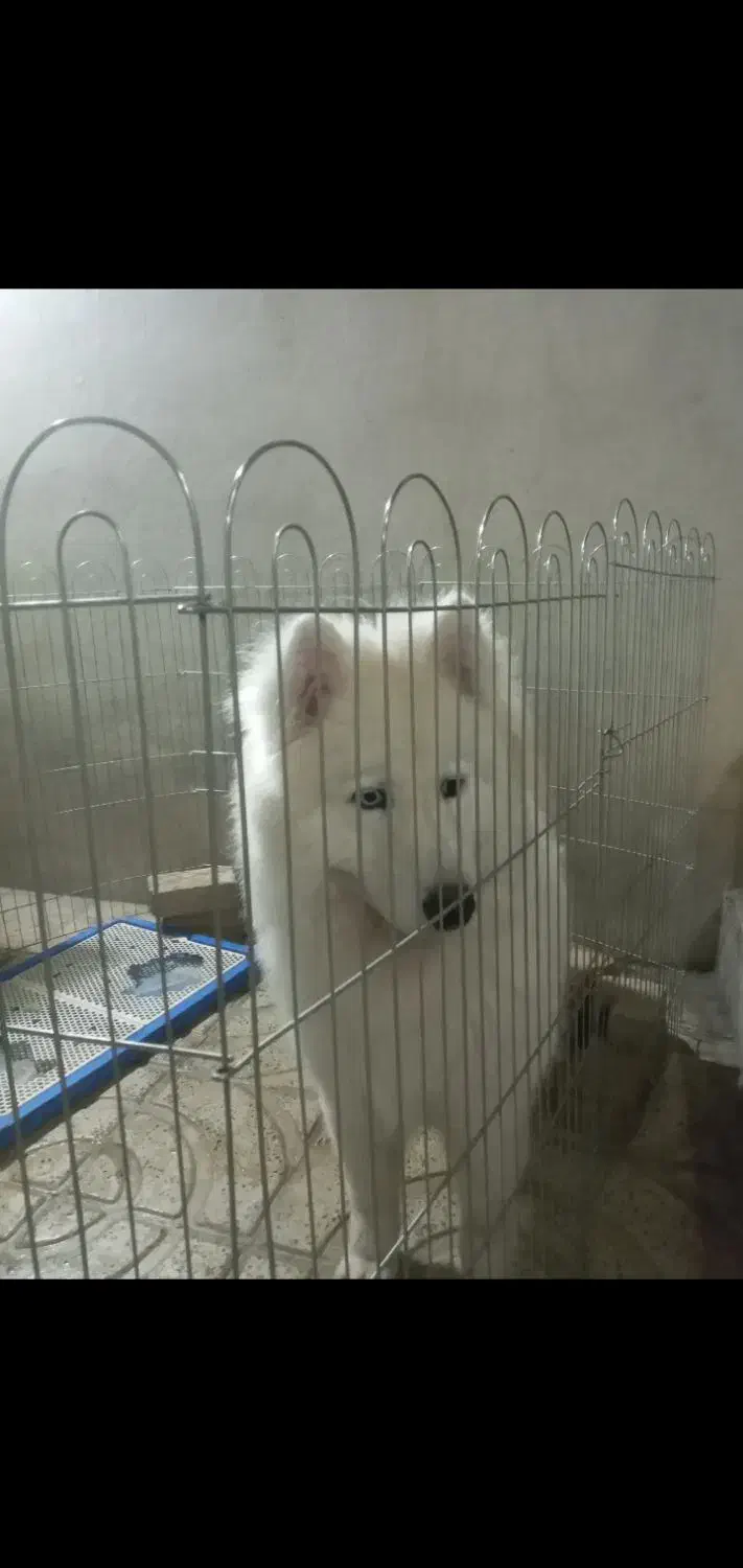 سامویید|سگ|اسلامشهر, شهرک قائمیه|دیوار