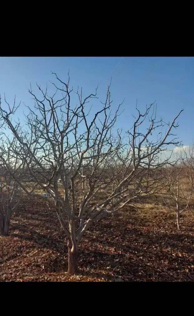 هرس‌‌‌درخت|خدمات باغبانی و درختکاری|مرند, |دیوار