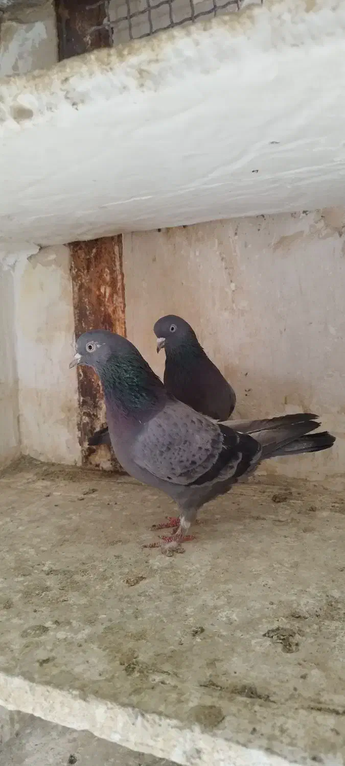 کبوتر پرشی آنتیک|پرنده|محمدشهر, محمدشهر|دیوار