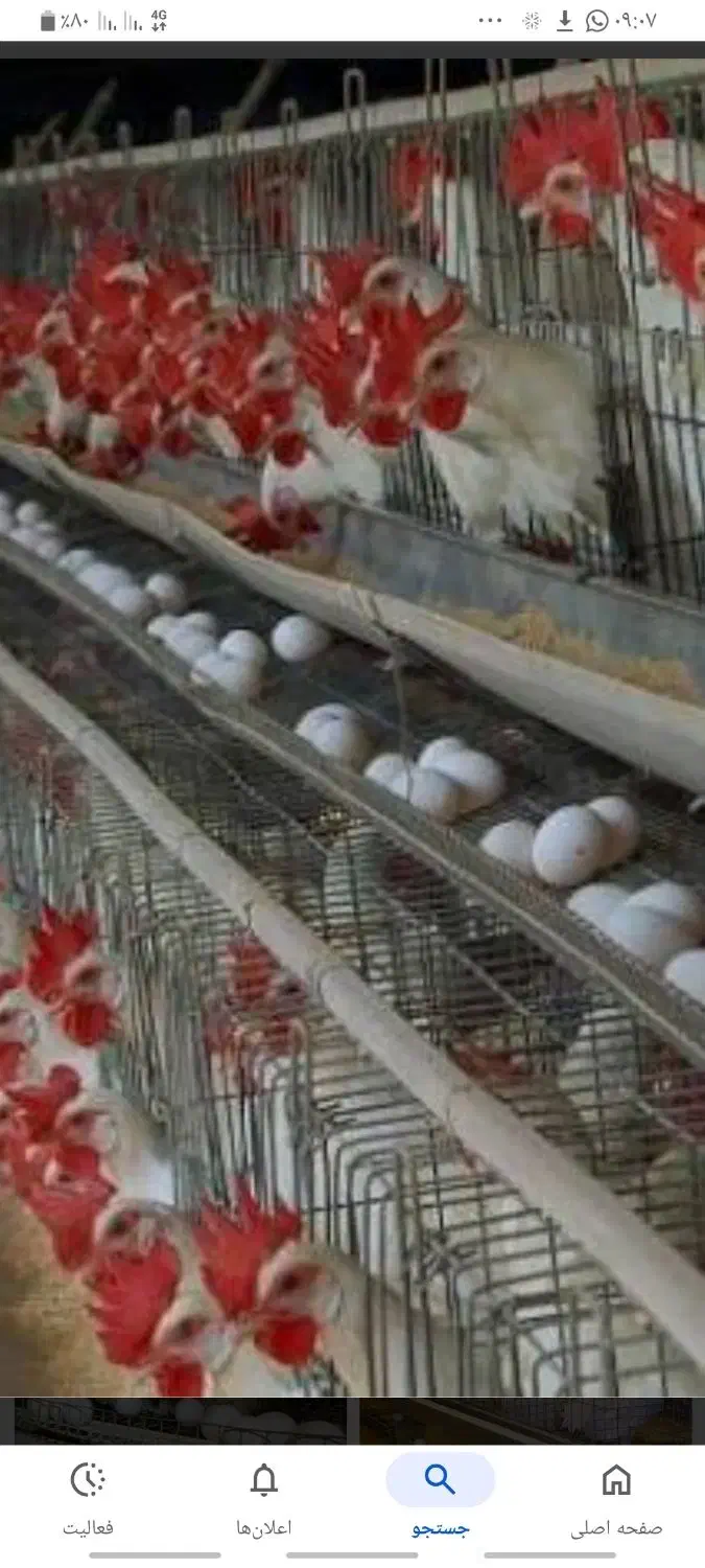 استخدام سرپرست مرغداری تخمگذار|استخدام صنعتی، فنی، مهندسی|چناران, |دیوار