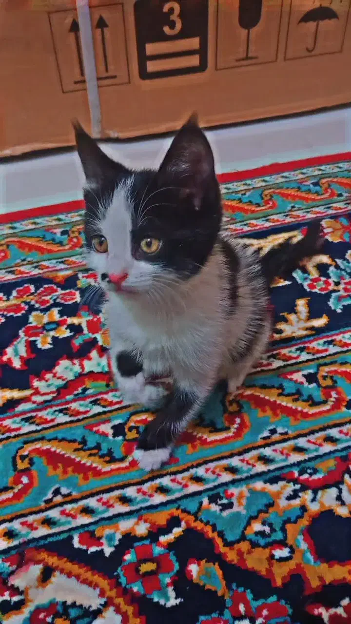 بچه‌گربه|گربه|مشهد, طبرسی شمالی|دیوار