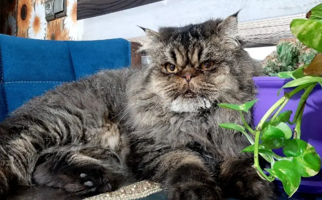 گربه پرشین نر|گربه|قزوین, |دیوار