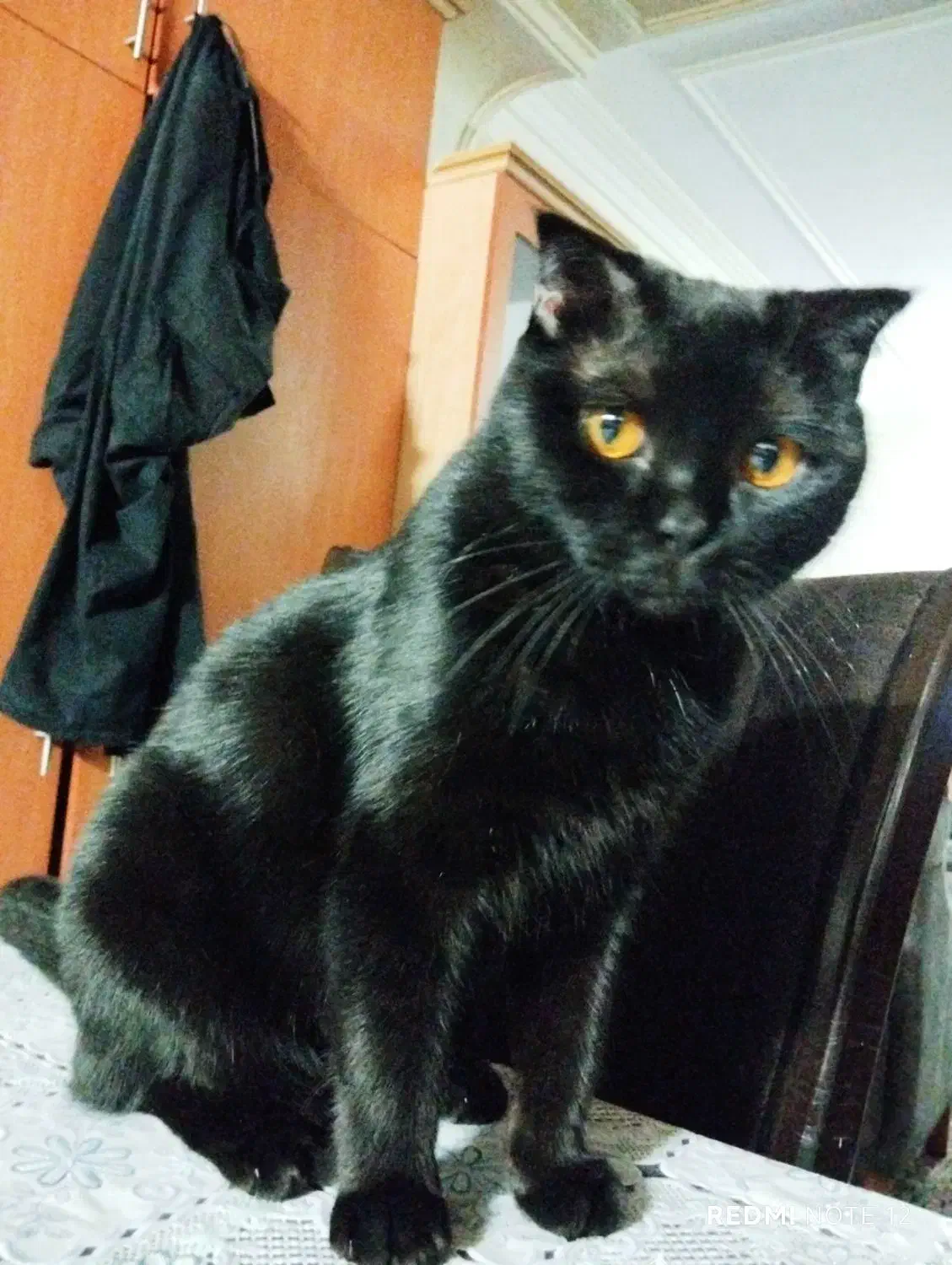 گربه|حیوانات|گرگان, |دیوار