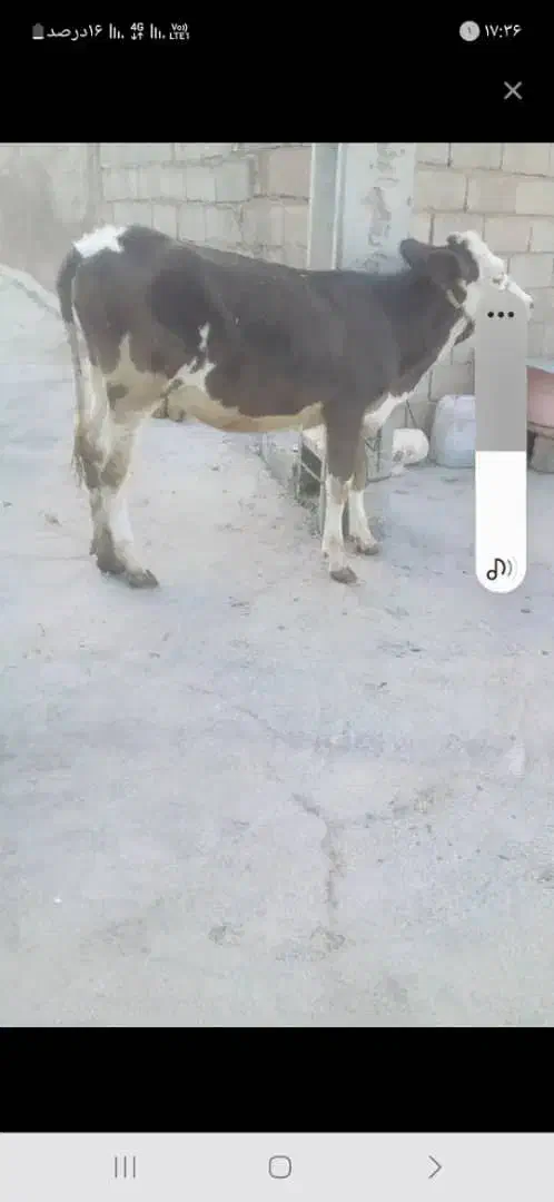 گوساله ماده کورمیباشدمعاوضه بامیش زاییده هم دارم|حیوانات مزرعه|ایذه, |دیوار