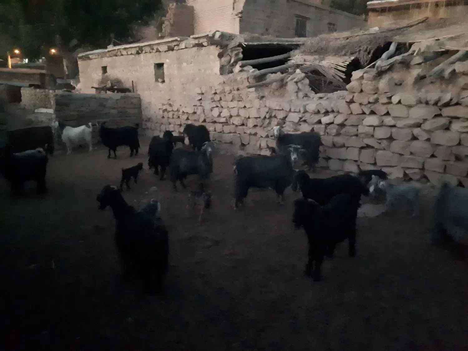 تعداد۳۰ راس بز وبی|حیوانات مزرعه|پلدختر, |دیوار