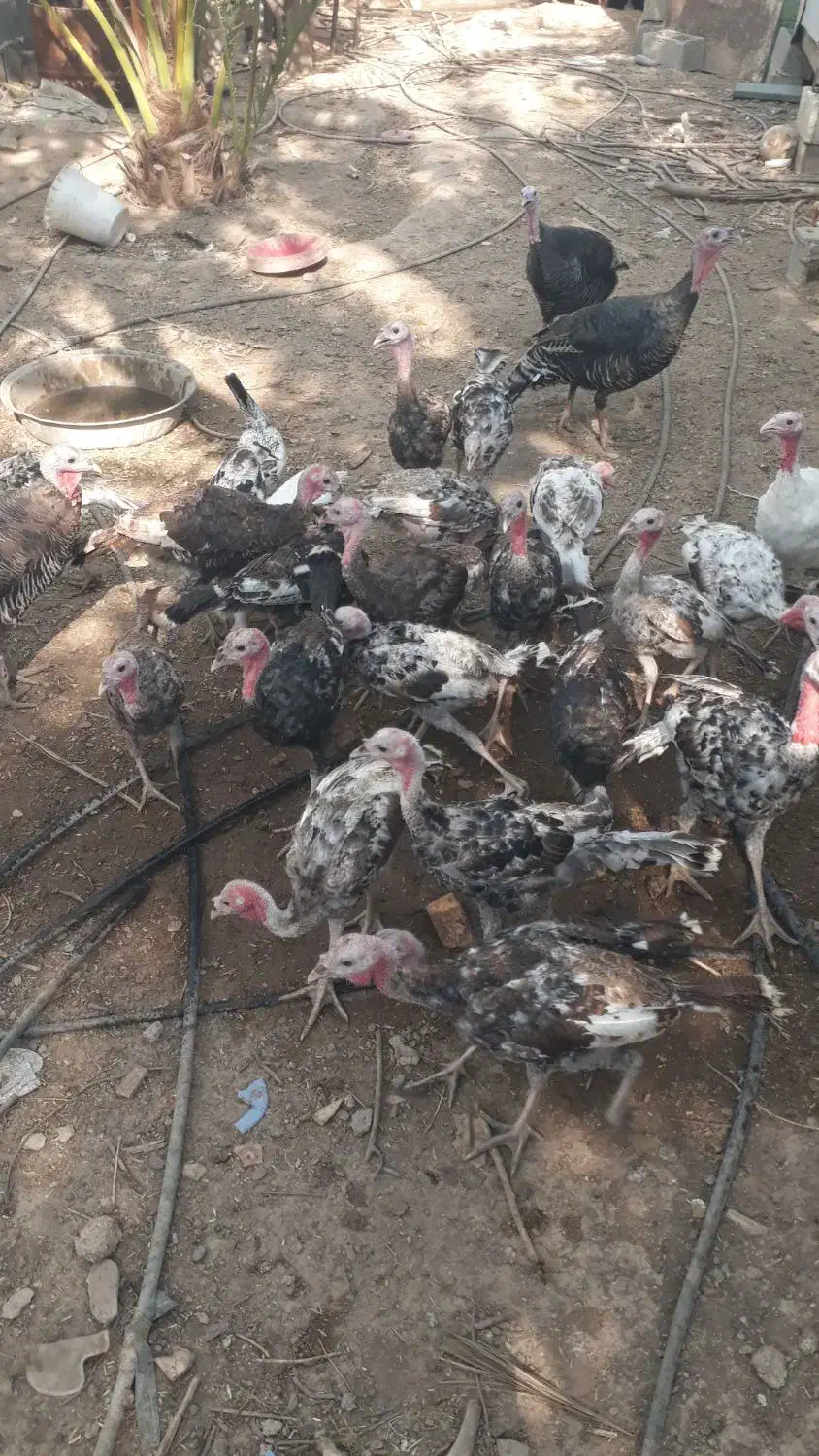 بوقلمون سرحال و چاق|حیوانات مزرعه|رامهرمز, |دیوار