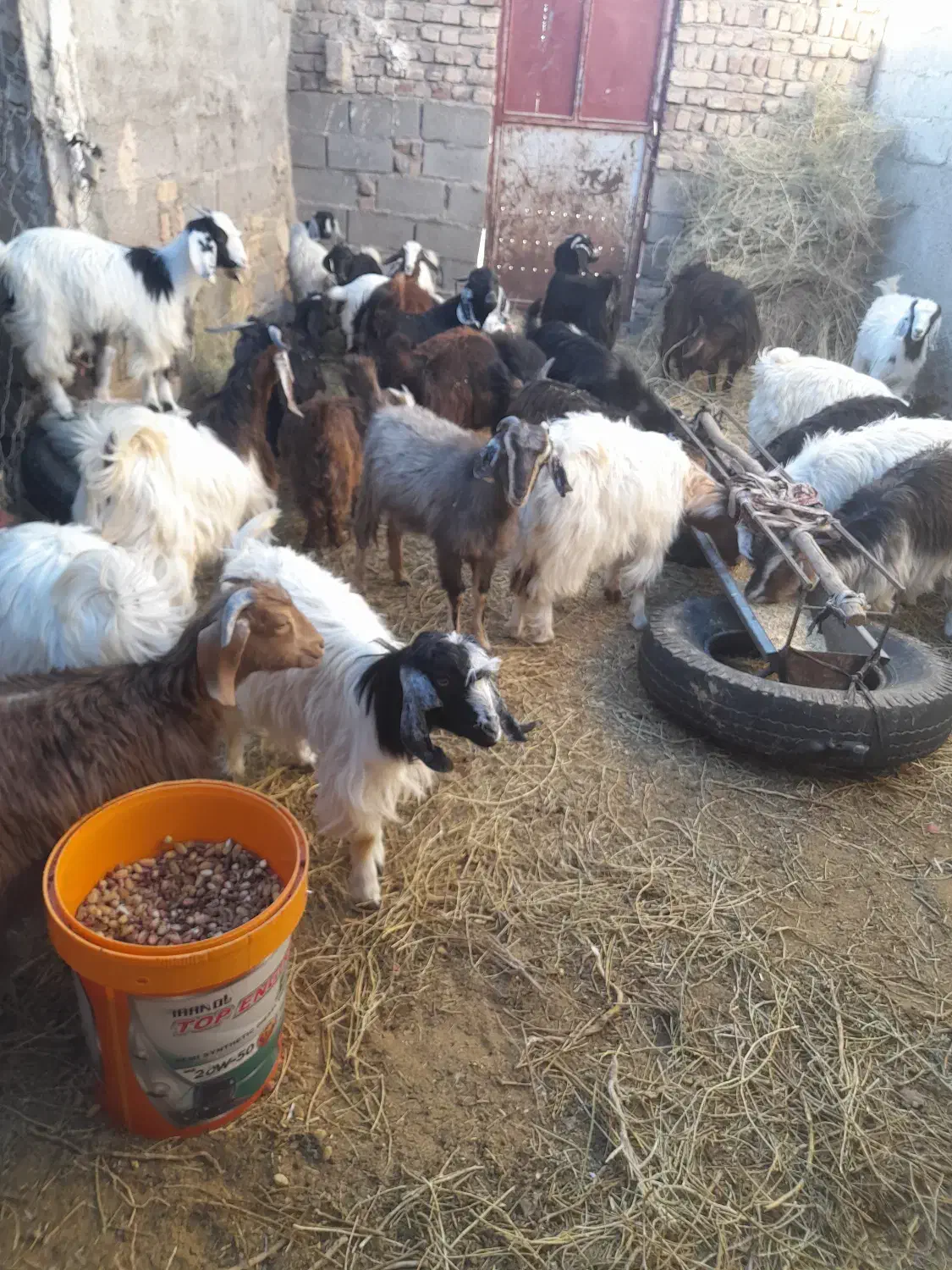 بزغاله ها فروشی هستندکیلوی ۲۷۰|حیوانات مزرعه|قائن, |دیوار