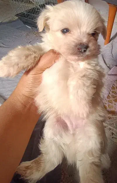 سگ شیتزو|سگ|بم, |دیوار