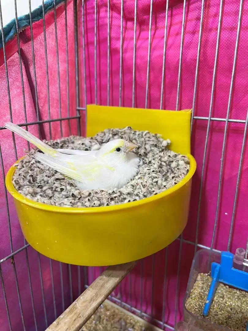 جفت مزایکی|پرنده|یزد, |دیوار