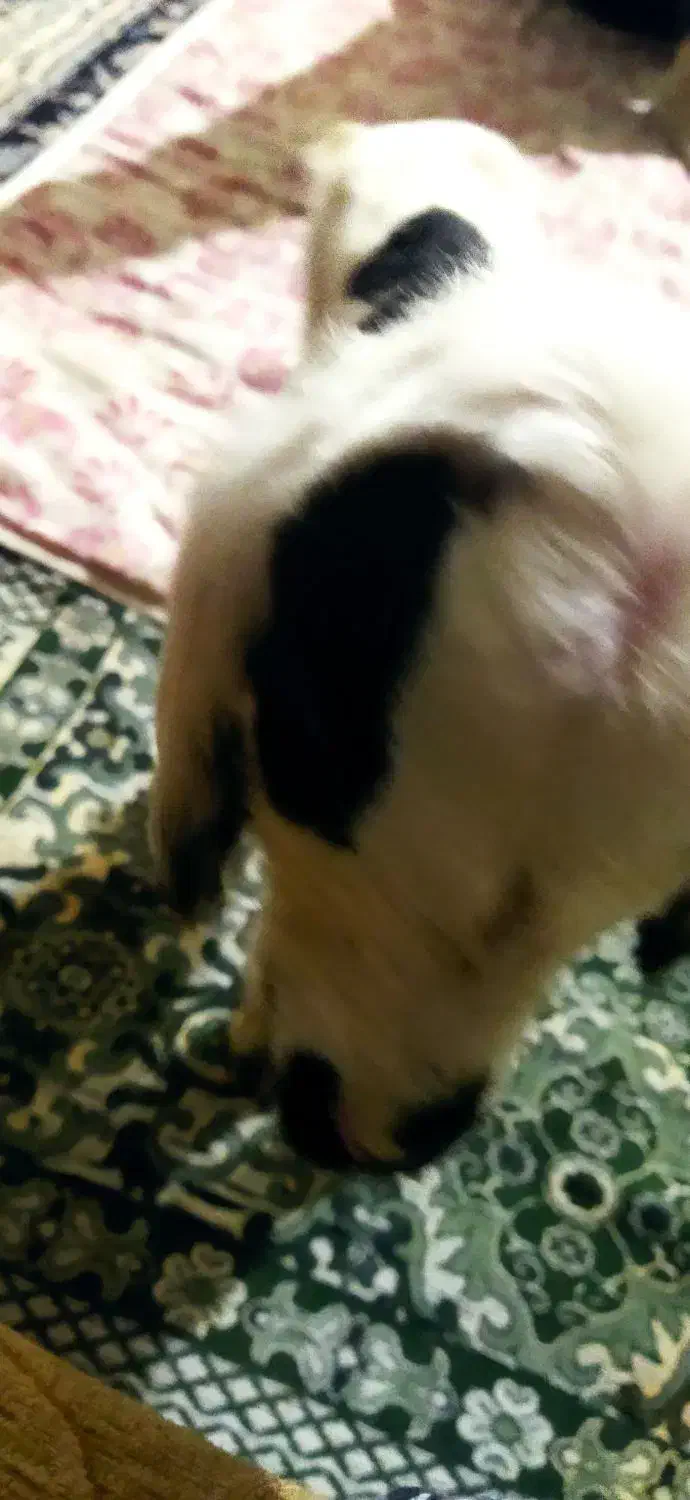 بره شیری|حیوانات مزرعه|مرودشت, دولت آباد|دیوار