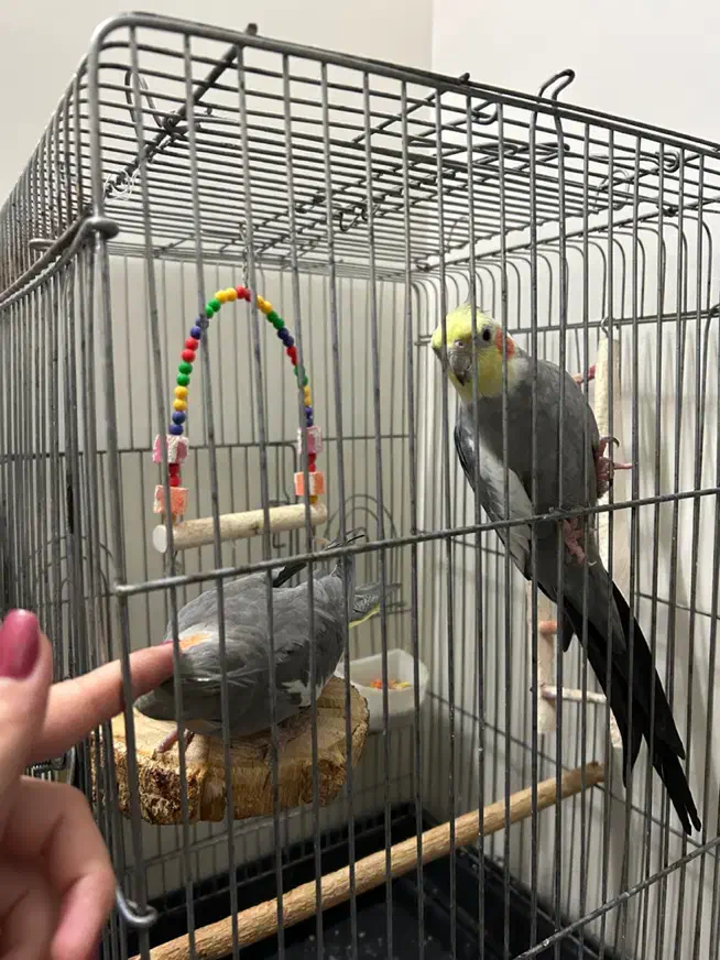 عروس هلندی جفت|پرنده|کهریزک, |دیوار