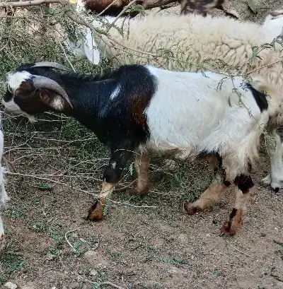 نری ۶۲۰۰|حیوانات مزرعه|قشم, |دیوار