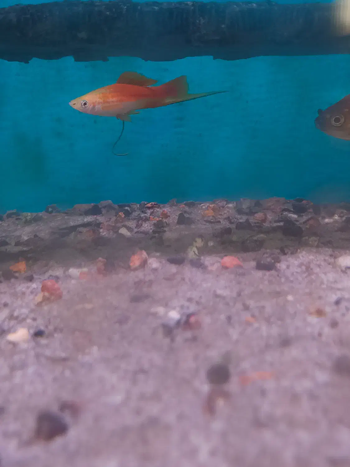 ماهی آکواریومی|ماهی|اردبیل, |دیوار