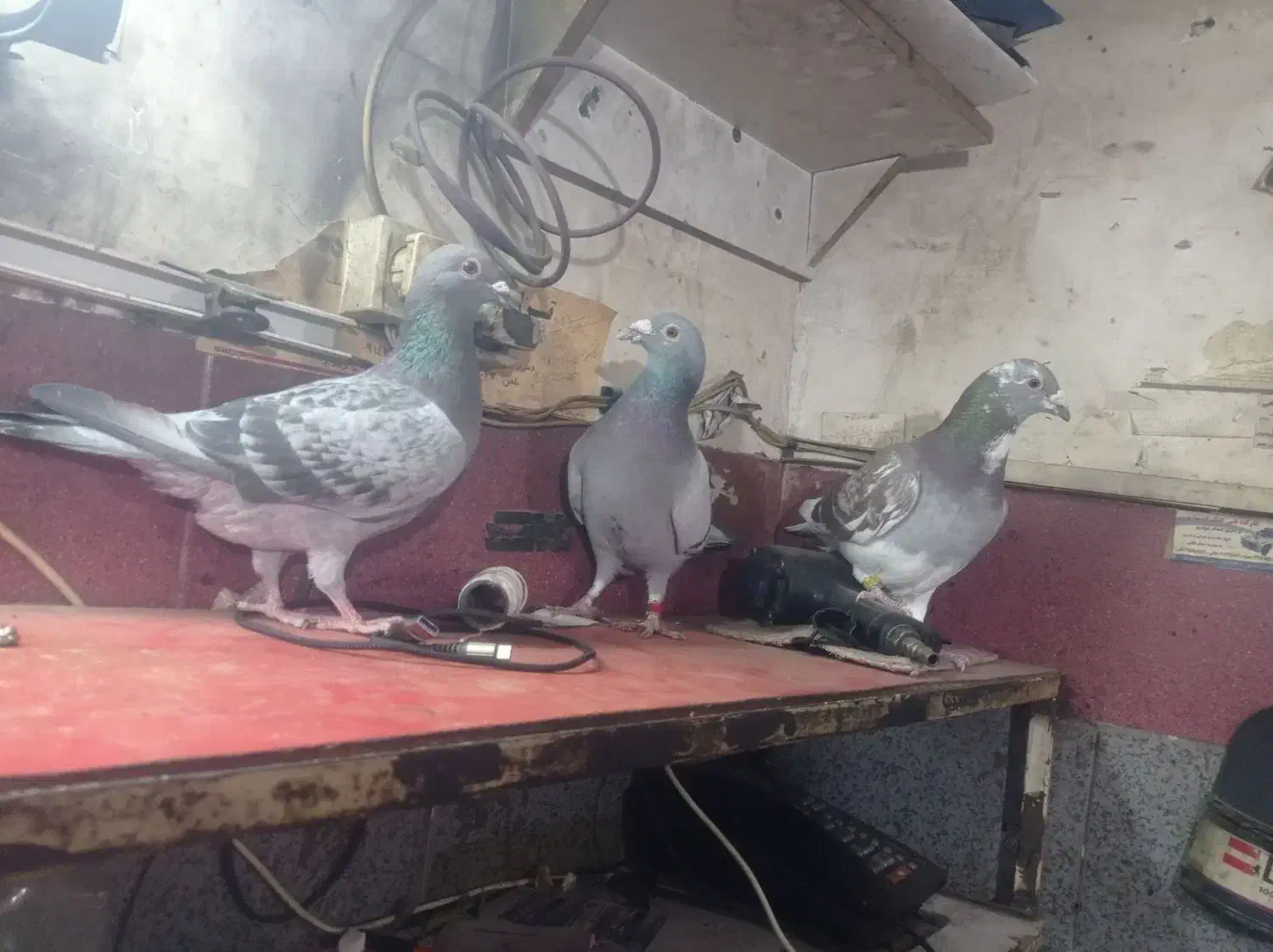 دوبر سرعتی|پرنده|اردبیل, |دیوار