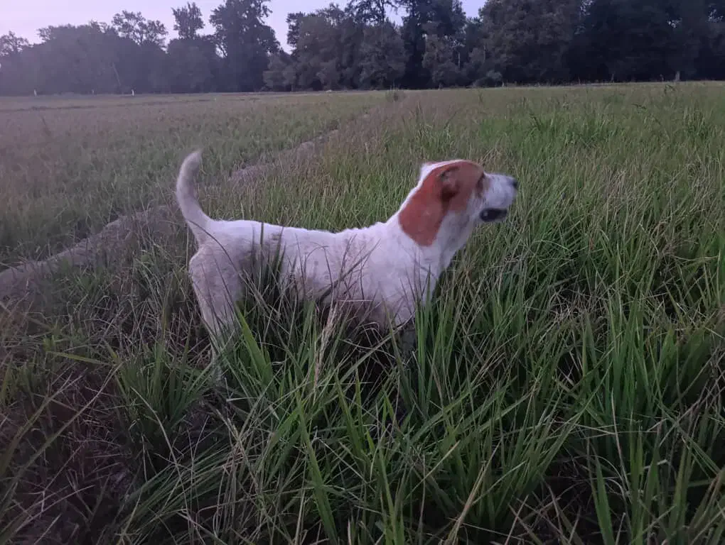 سگ گله گوسفند بسیار هوشیار|سگ|خان ببین, |دیوار