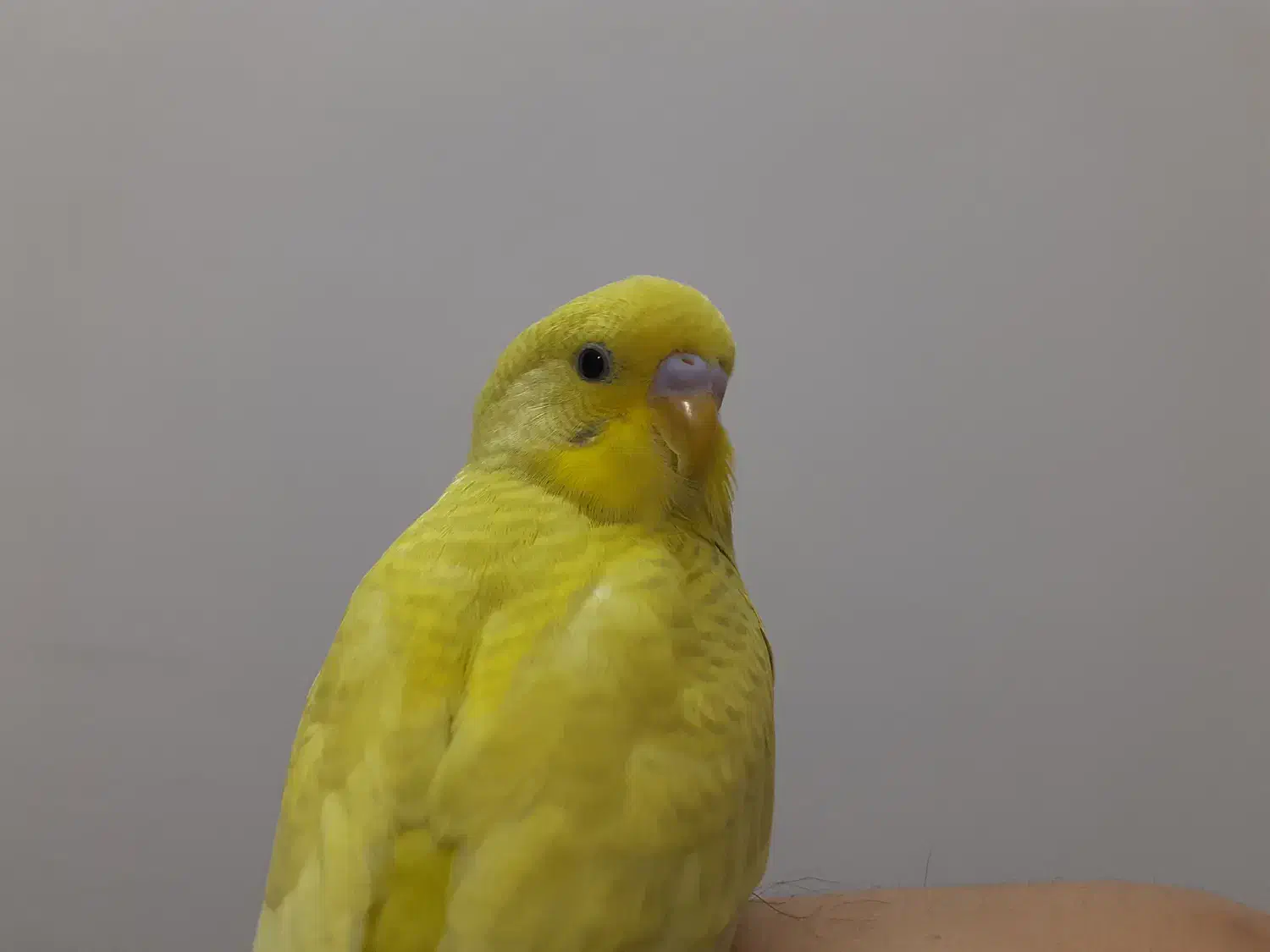 مرغ عشق|پرنده|قم, زنبیل آباد|دیوار