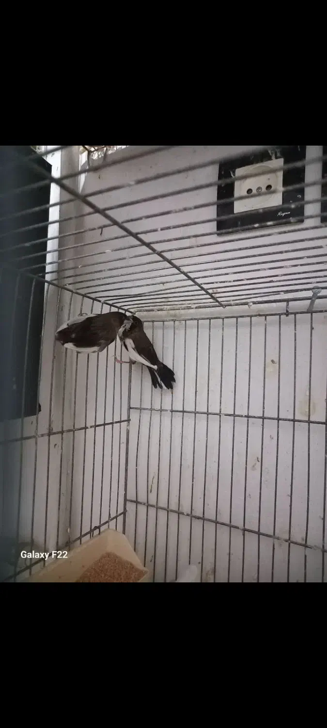 فنچ بنگالی جفت|پرنده|هشتگرد, تهران دشت|دیوار