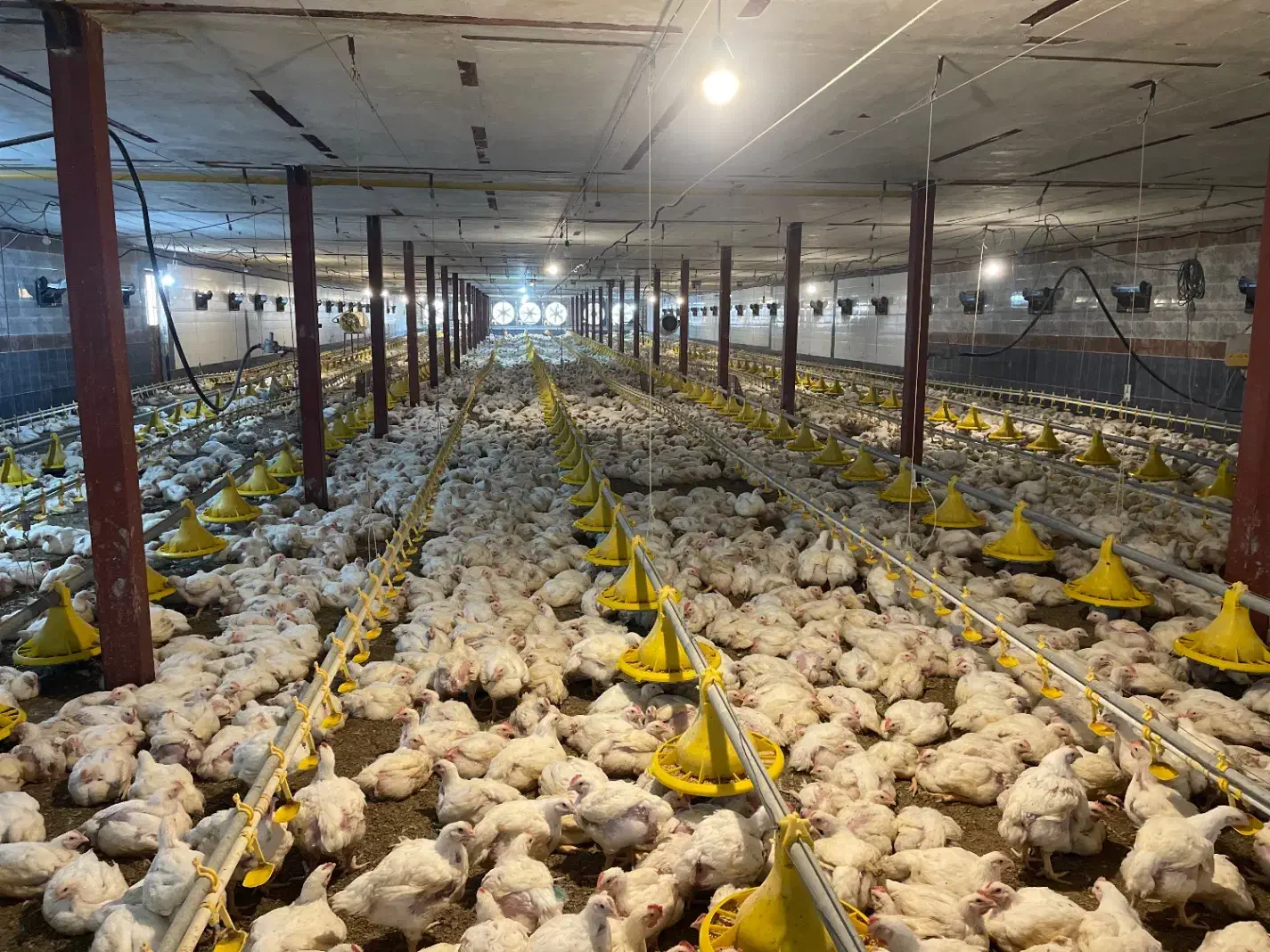 مرغداری گوشتی|استخدام صنعتی، فنی، مهندسی|رستمآباد, |دیوار