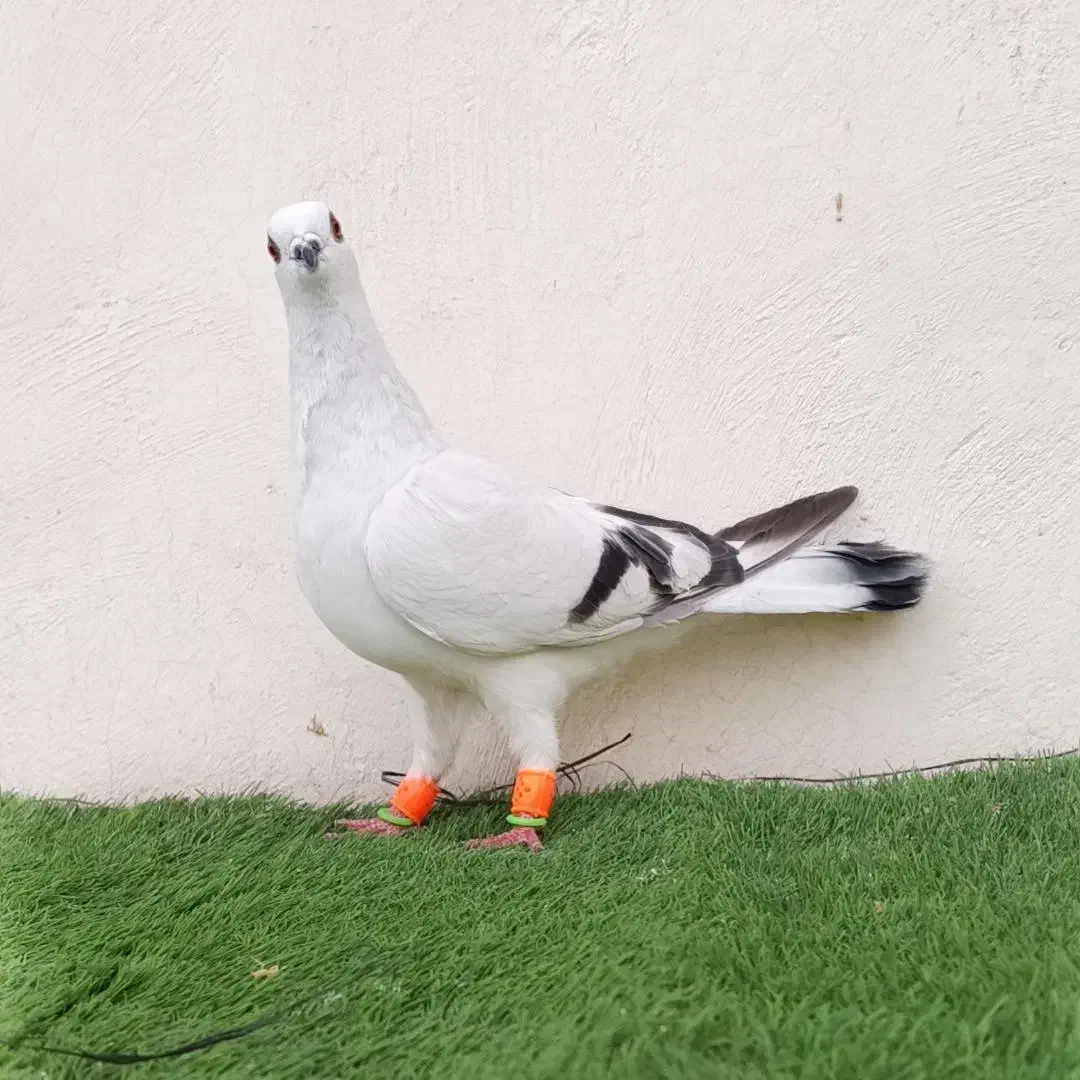 شامی کاکلی|پرنده|اسفراین, |دیوار