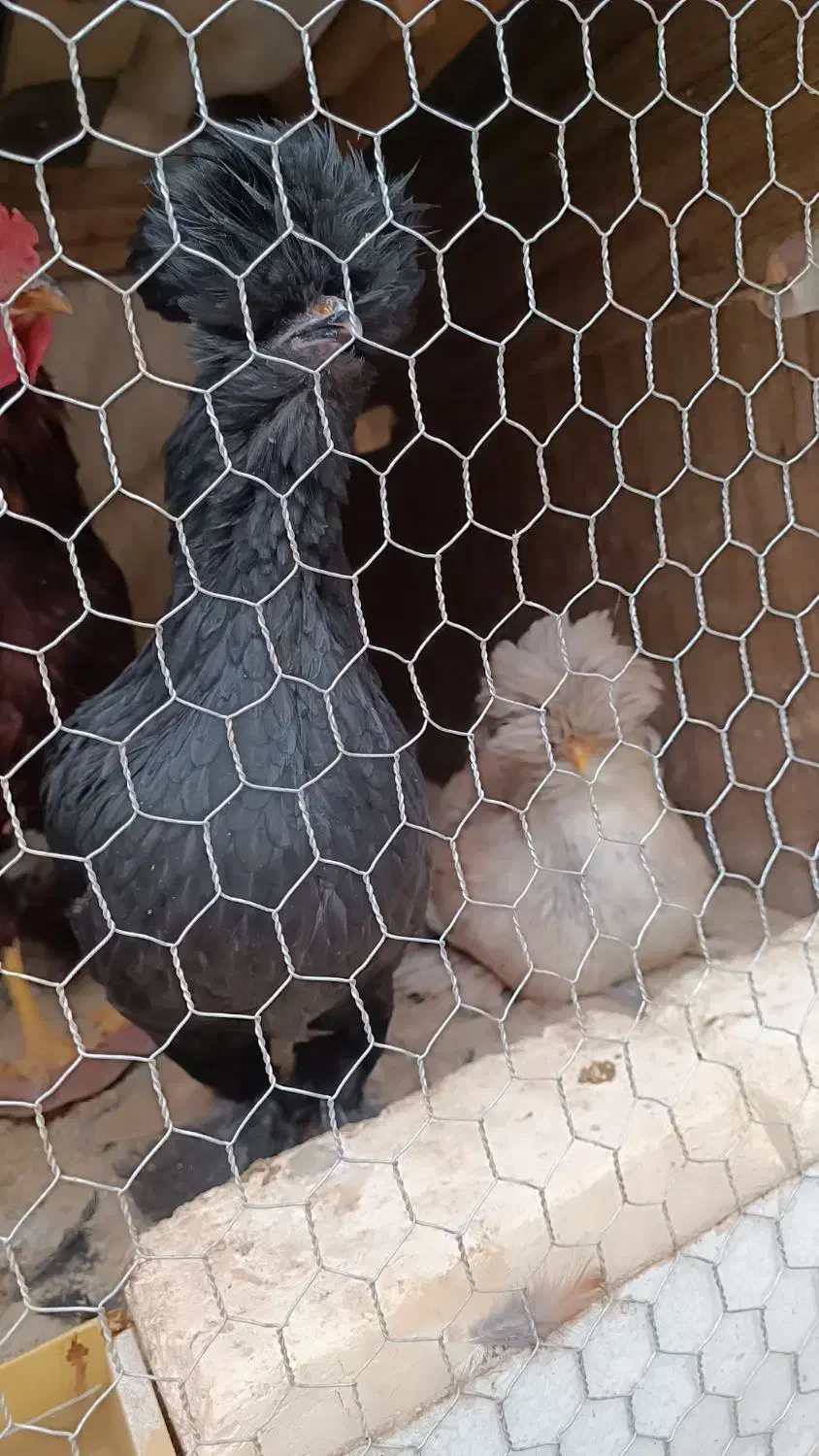 دو عدد نیمچه سلطان|حیوانات مزرعه|مبارکه, |دیوار