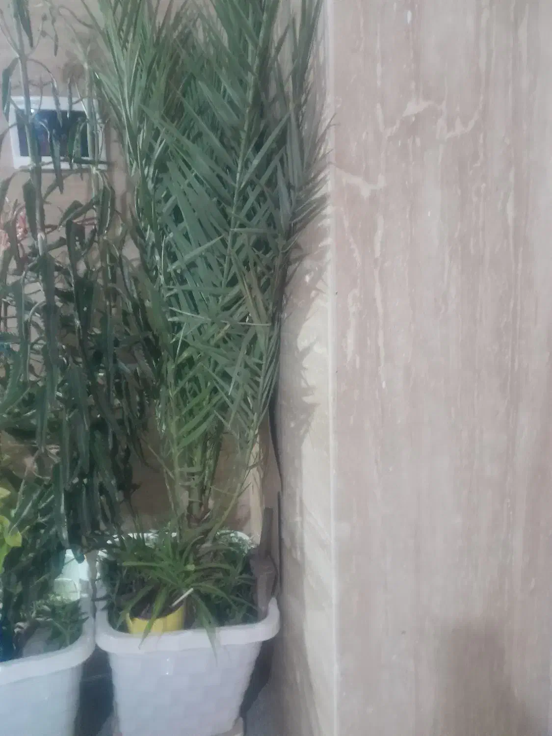 درخت نخل خرما|گل و گیاه طبیعی|تهران, آزادشهر|دیوار