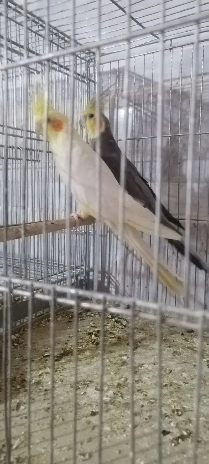 عروس هلندی مولد|پرنده|خمینیشهر, |دیوار