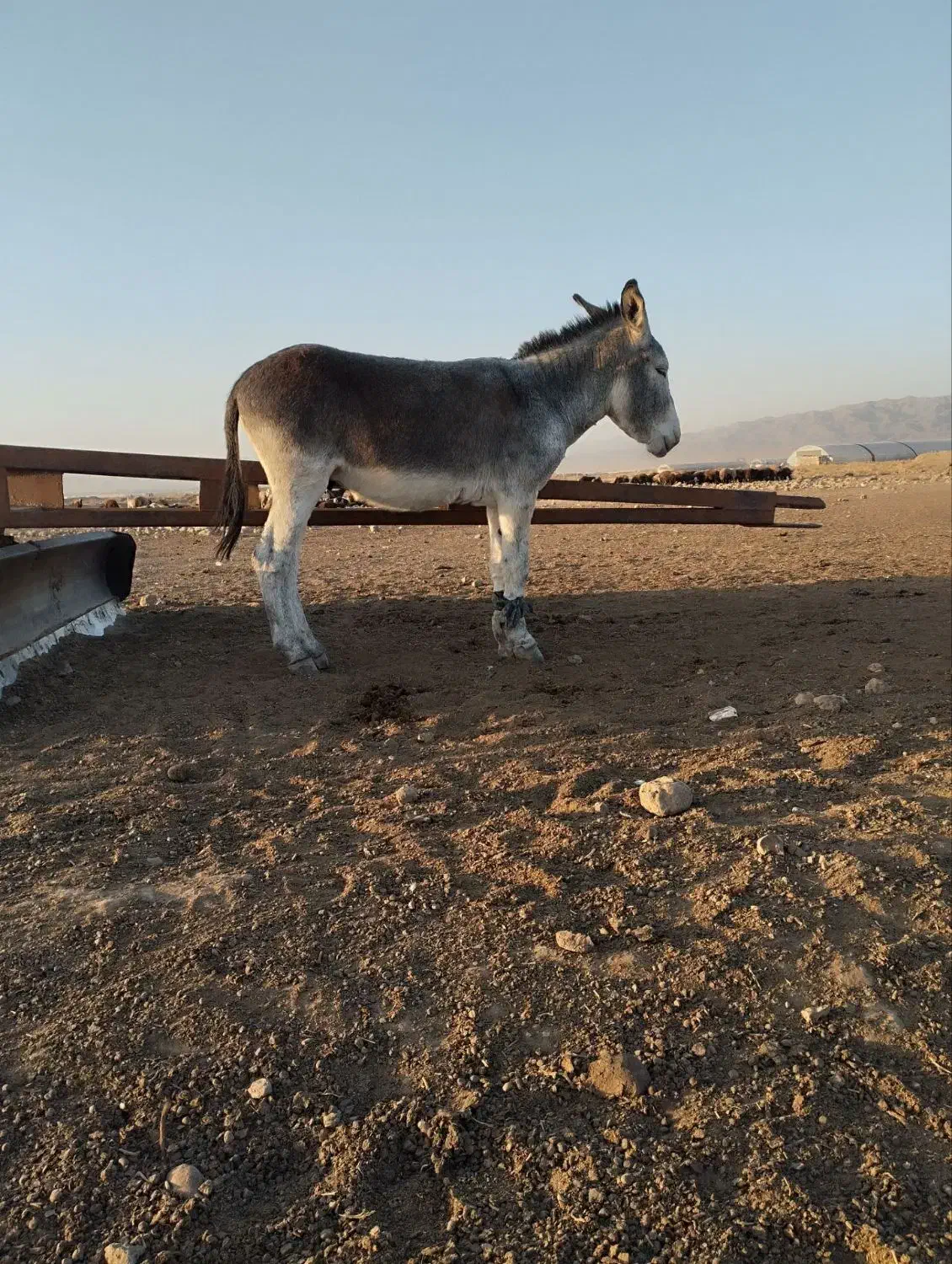 الاغ|حیوانات مزرعه|فریمان, |دیوار