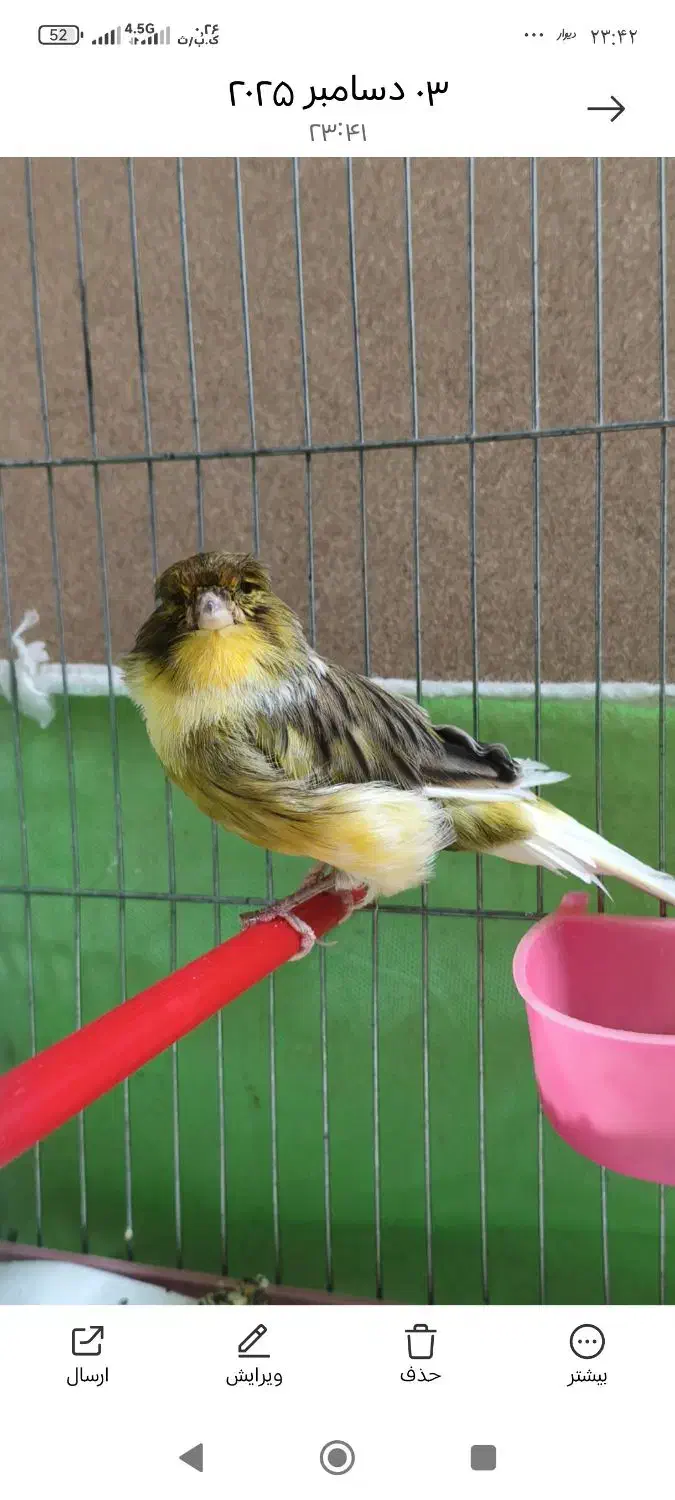 قناری نروماده جفت1500|پرنده|اصفهان, امامزاده اسماعیل|دیوار