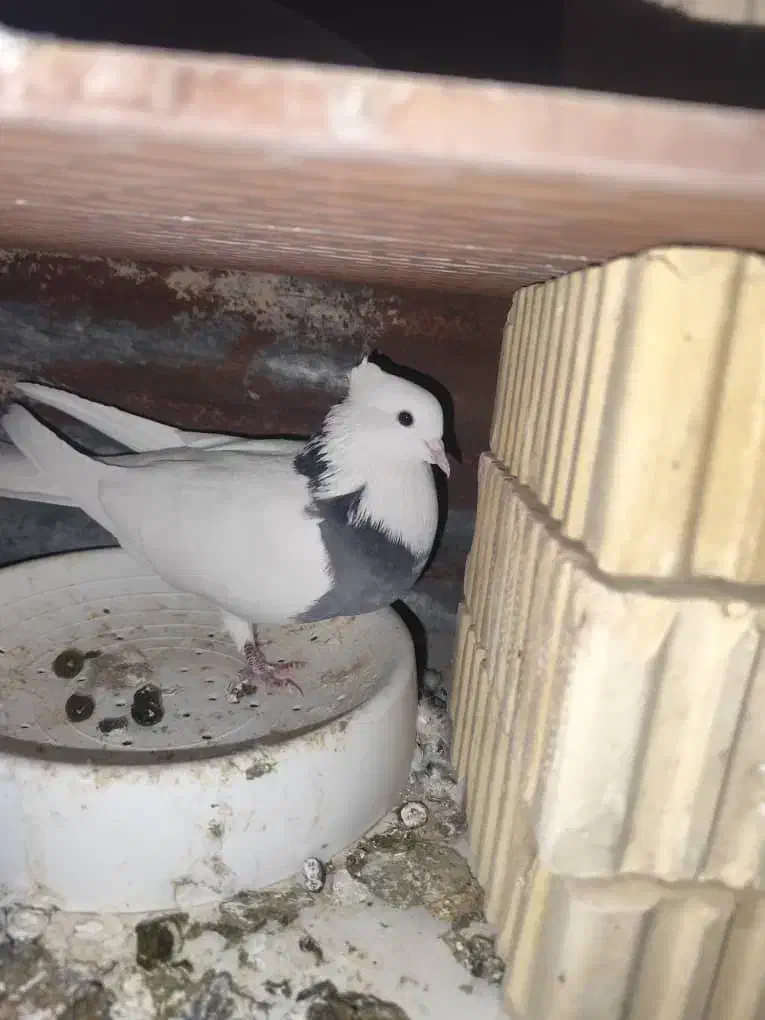 طوقی|پرنده|نورآباد ممسنی, |دیوار