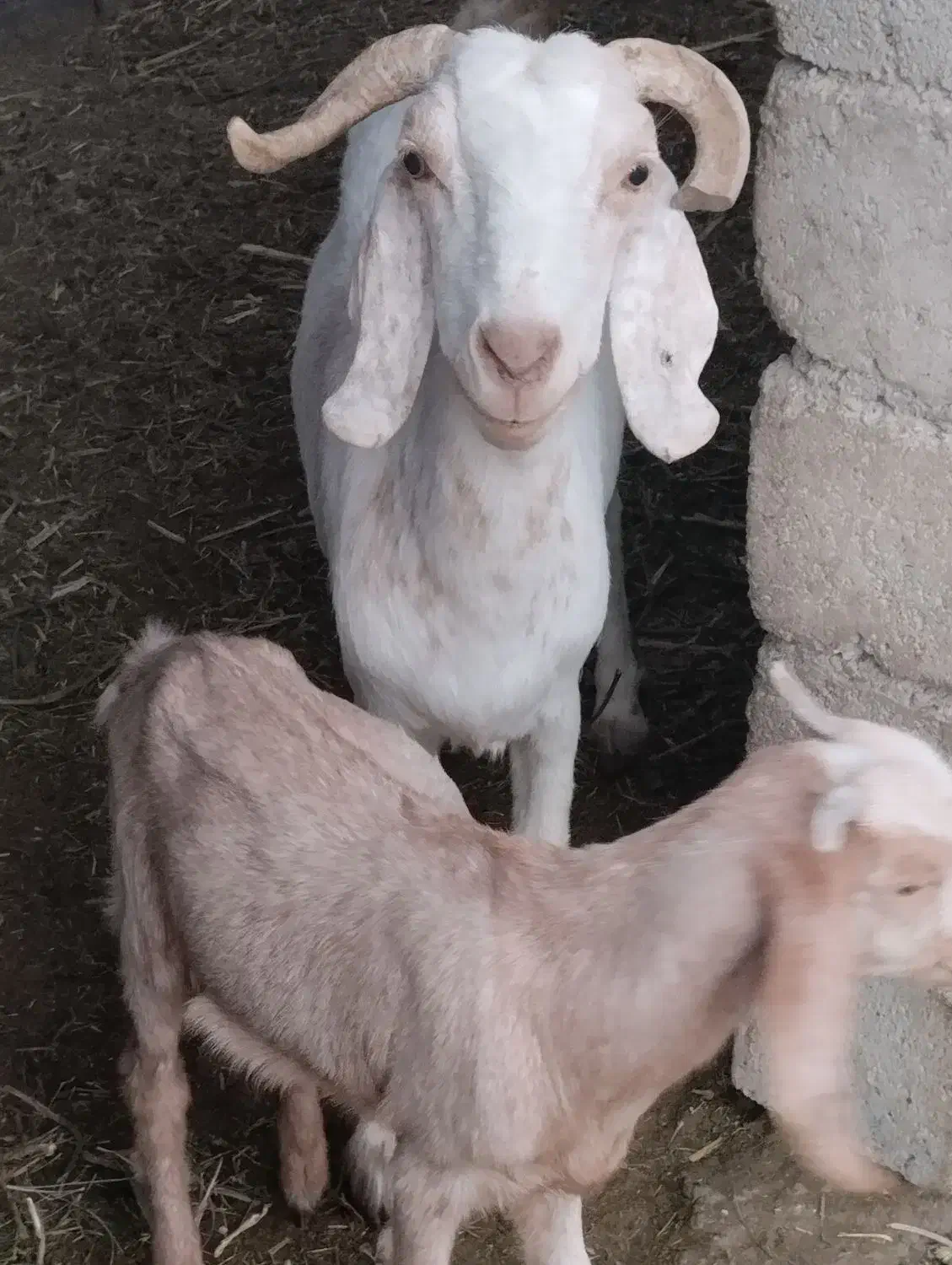 3عدد بز آبستن،2عدد بز دارای 4کهره و یک نرنده|حیوانات مزرعه|فاریاب, |دیوار