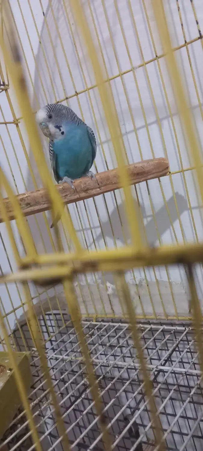 پرنده|پرنده|جلفا, |دیوار