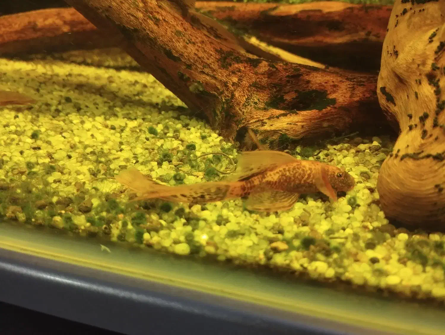 جفت پیش مولد کت رد ماربل سوپر باله|ماهی|مشهد, تربیت (صدف)|دیوار