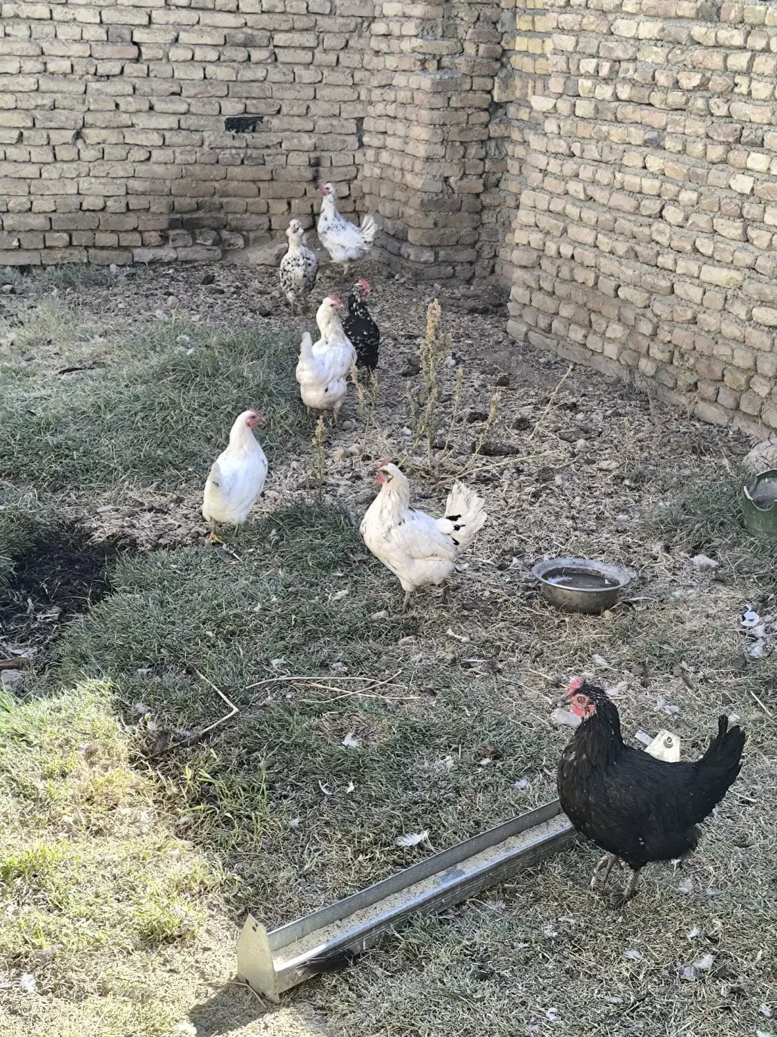 مرغ گلین|حیوانات مزرعه|چهاردولی, |دیوار