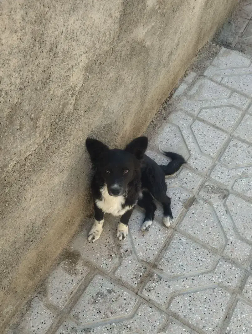 فروش به دلیل نداشتن مکان برای نگهداری|سگ|نیمبلوک, |دیوار