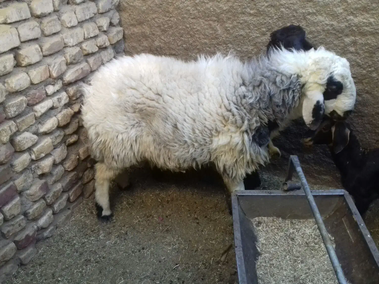 بره نر|حیوانات مزرعه|مهریز, |دیوار