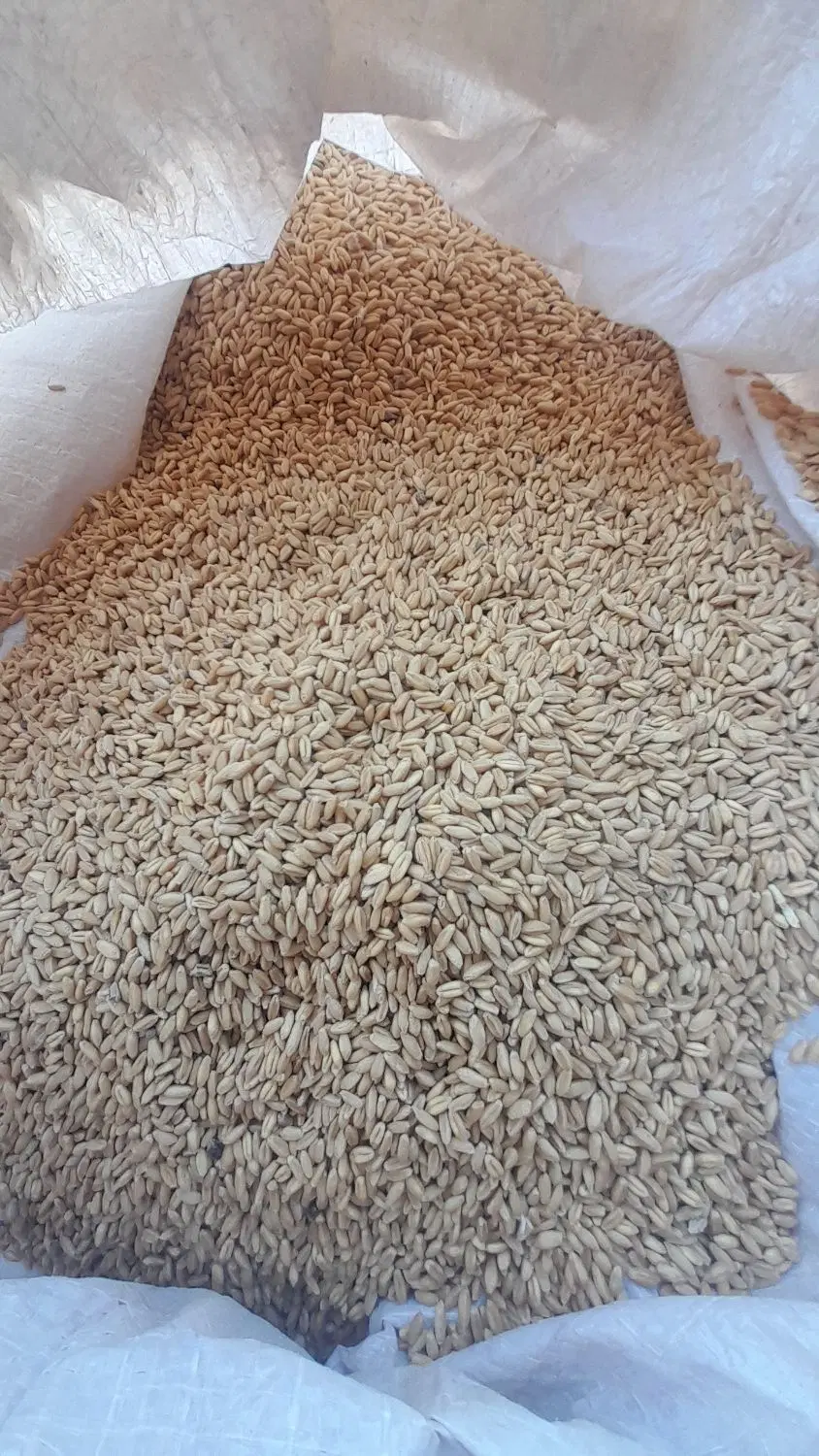 گندم|خوردنی و آشامیدنی|شراء, |دیوار