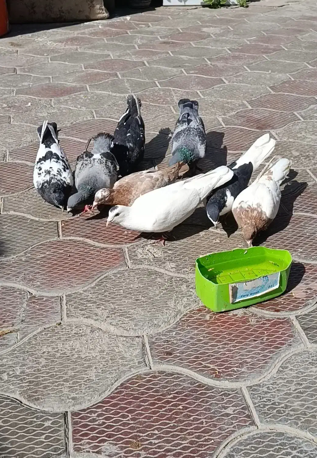 کفتر پرشی|پرنده|تربت جام, شاد|دیوار