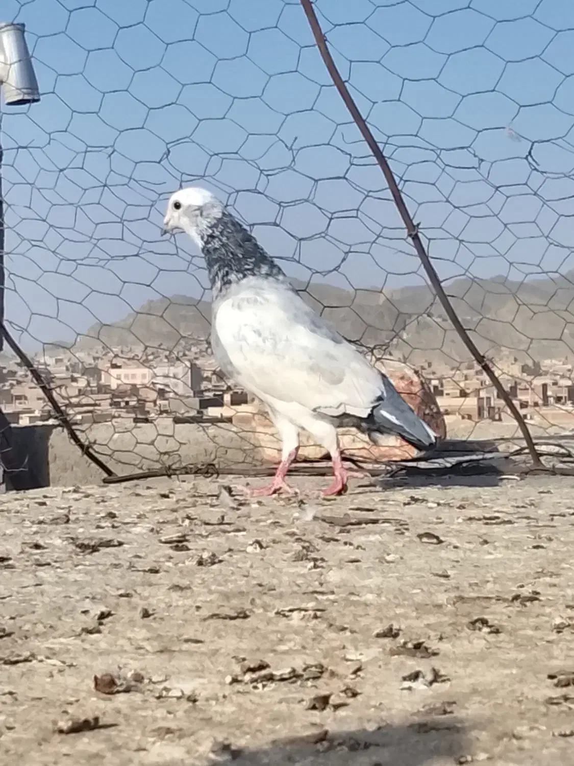 کبوتر نر|پرنده|زاهدان, |دیوار