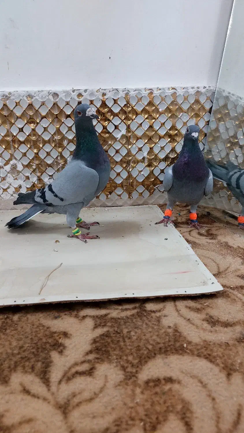 کفتر|پرنده|مشهد, انصار|دیوار