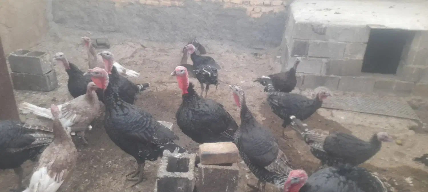 فروش بوقلمون|حیوانات مزرعه|شیراز, سعدیه شمالی|دیوار