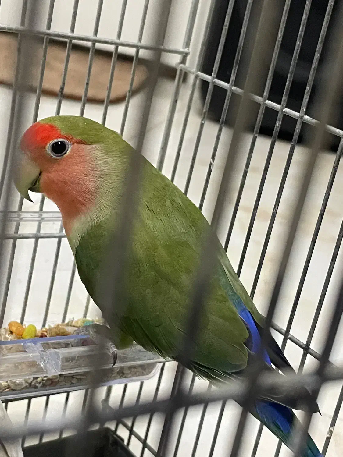 طوطی برزیلی جفت مولد|پرنده|تهران, علم و صنعت|دیوار