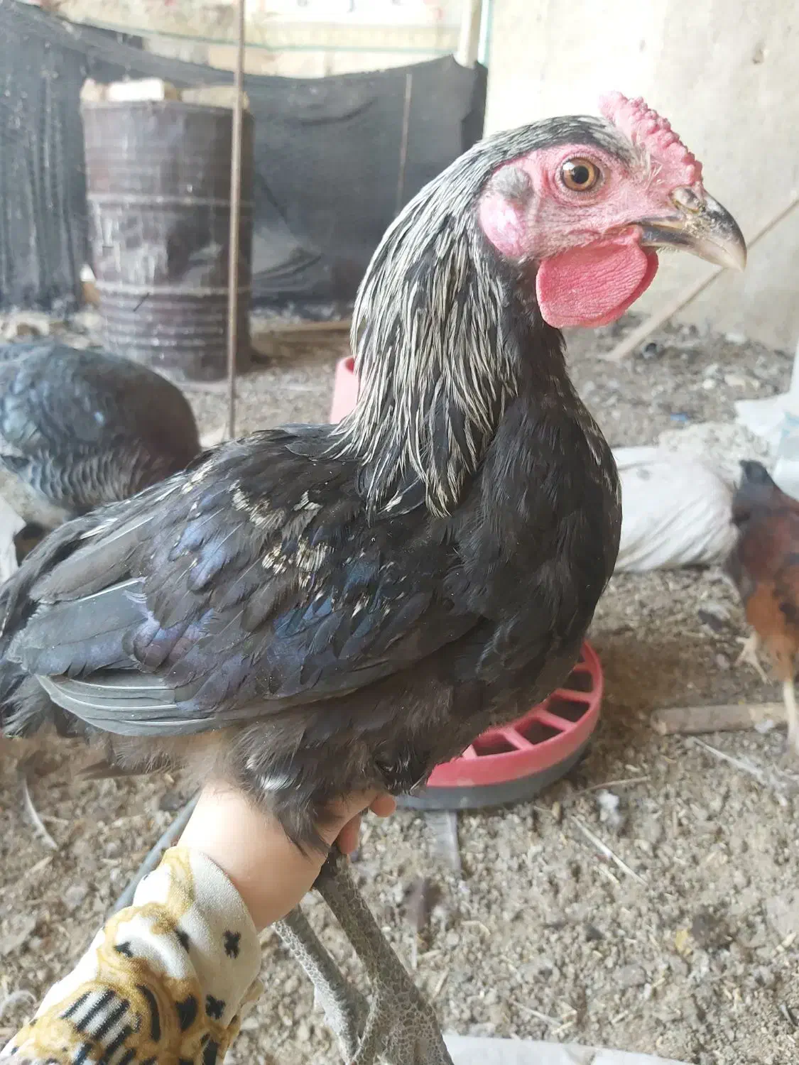 خروس نیمچه|حیوانات مزرعه|شریف‌آباد, |دیوار