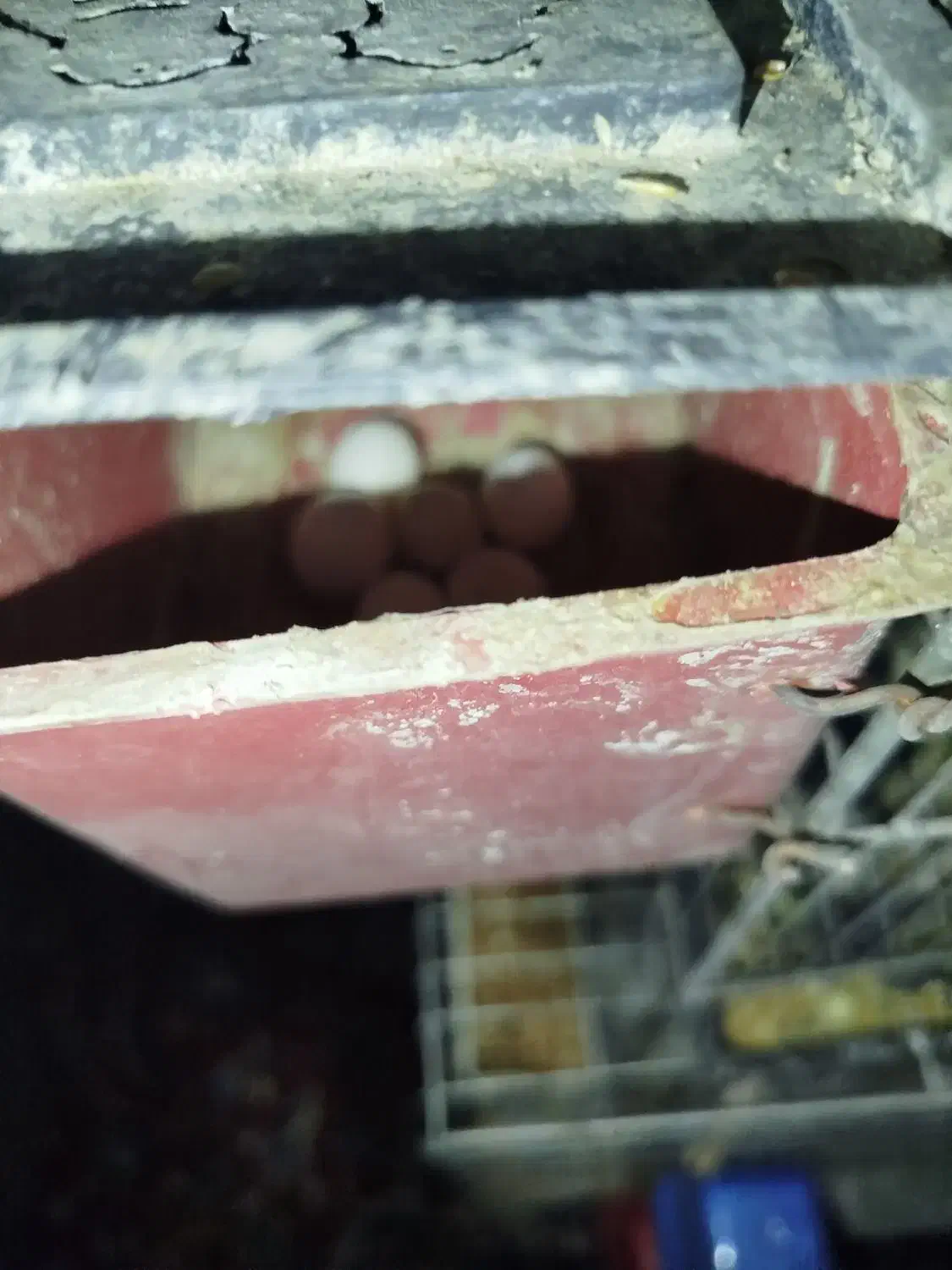 مرغ عشق با تخم|پرنده|ساوه, |دیوار