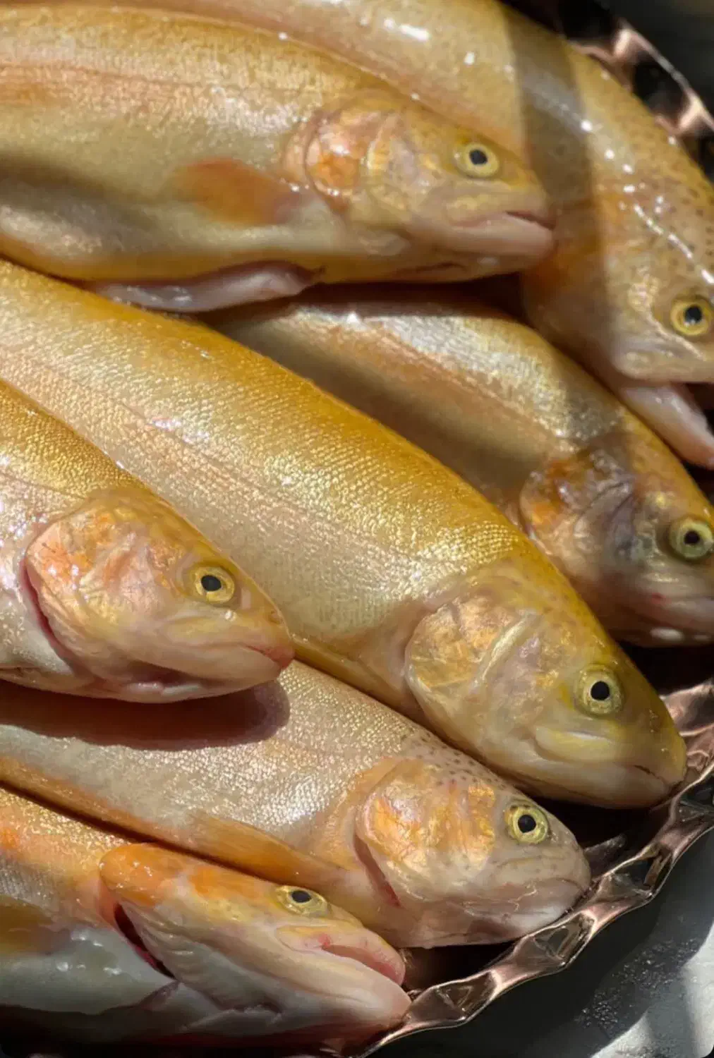 قزل طلای درجه A|ماهی|سنگر, |دیوار