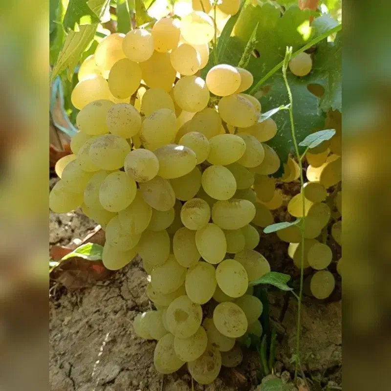 عرضـه نهـال گردوبـادام و...|خدمات باغبانی و درختکاری|رشت, لاکان|دیوار