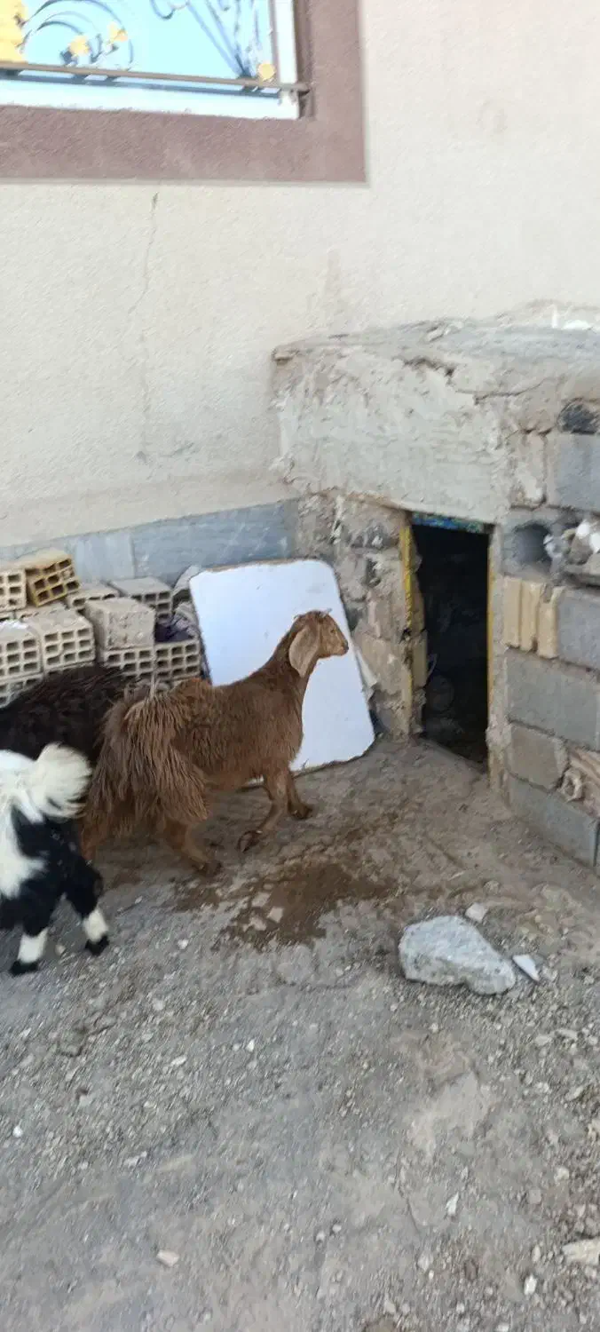 بزغاله|حیوانات مزرعه|سربیشه, |دیوار