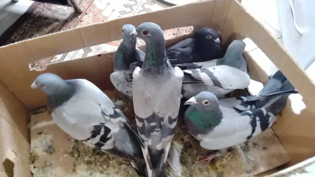 کبوتر شهرستانی طوقی وسرورو....|پرنده|بومهن, |دیوار